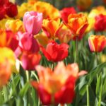 Záhrada aj balkón plné farieb: Tieto kvety vysaďte už teraz