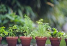 Parapet plný zelene: Čo si zasadiť, keď ste úplný začiatočník? bylinky