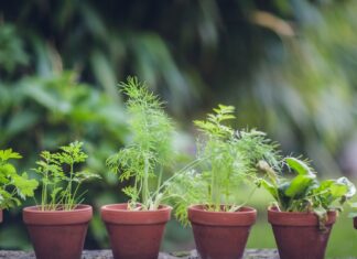 Parapet plný zelene: Čo si zasadiť, keď ste úplný začiatočník? bylinky