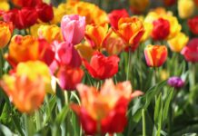 Záhrada aj balkón plné farieb: Tieto kvety vysaďte už teraz