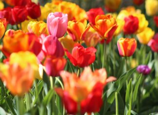 Záhrada aj balkón plné farieb: Tieto kvety vysaďte už teraz