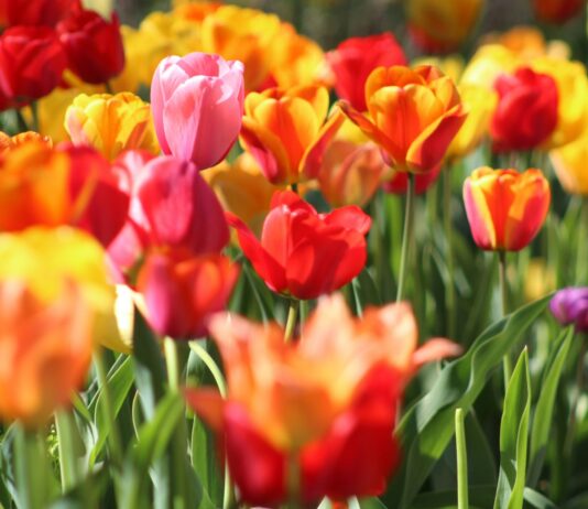 Záhrada aj balkón plné farieb: Tieto kvety vysaďte už teraz